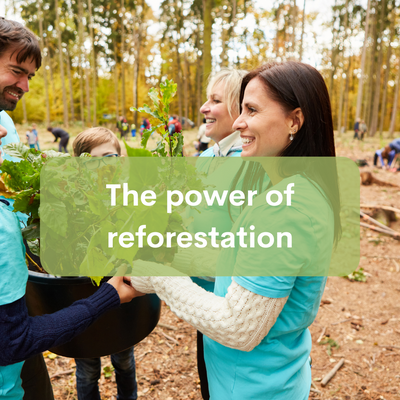 The Power of Reforestation: Restoring Our Planet One Tree at a Time