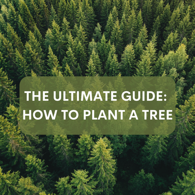 The Ultimate Guide: How to Plant a Tree