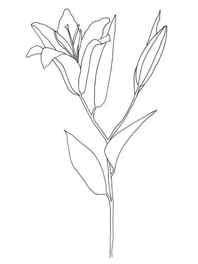 Lily - Line Art Flower Poster