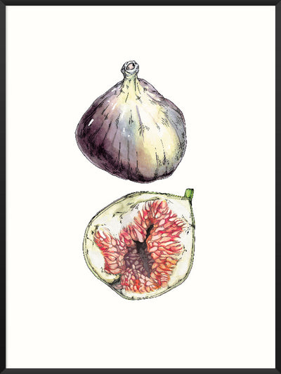 Figs - Hand-Painted Vintage Botanical Poster