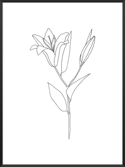 lily-line-art-flower-poster-product-picture